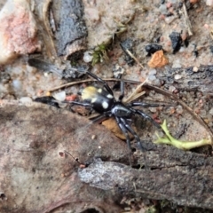 Eilica sp. (genus) (An Ant spider or Spotted ground spider) at Aranda, ACT - 24 Mar 2021 by CathB