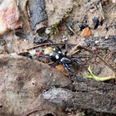Eilica sp. (genus) (An Ant spider or Spotted ground spider) at Aranda Bushland - 24 Mar 2021 by CathB