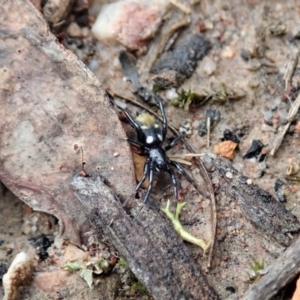 Eilica sp. (genus) at Aranda, ACT - 24 Mar 2021