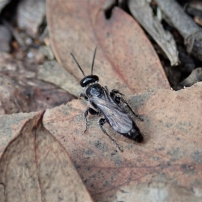 Mutillidae (family) (Unidentified Mutillid wasp or velvet ant) at Aranda Bushland - 24 Mar 2021 by CathB