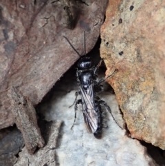 Mutillidae (family) at Aranda Bushland - 24 Mar 2021