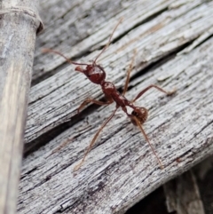 Aphaenogaster longiceps (Funnel ant) at Aranda, ACT - 16 Mar 2021 by CathB