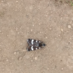 Apina callisto (Pasture Day Moth) at Chapman, ACT - 7 Apr 2021 by BarrieR