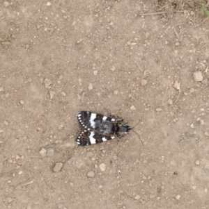 Apina callisto at Chapman, ACT - 7 Apr 2021 10:28 AM