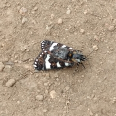 Apina callisto at Chapman, ACT - 7 Apr 2021 10:28 AM