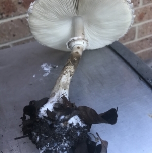 Chlorophyllum sp. at Monash, ACT - 7 Apr 2021