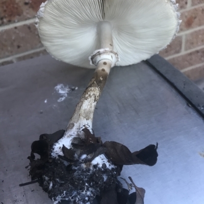 Chlorophyllum sp. at Monash, ACT - 7 Apr 2021 by LaurenF