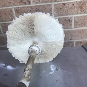 Chlorophyllum sp. at Monash, ACT - 7 Apr 2021