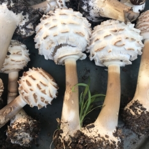 Chlorophyllum sp. at Monash, ACT - 7 Apr 2021