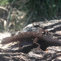 Christinus marmoratus (Southern Marbled Gecko) at Campbell, ACT - 7 Apr 2021 by Ned_Johnston