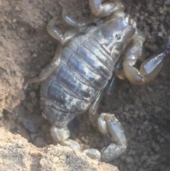 Urodacus manicatus (Black Rock Scorpion) at Campbell, ACT - 7 Apr 2021 by NedJohnston