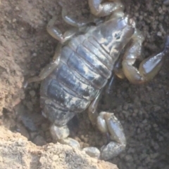 Urodacus manicatus (Black Rock Scorpion) at Mount Ainslie - 7 Apr 2021 by Ned_Johnston