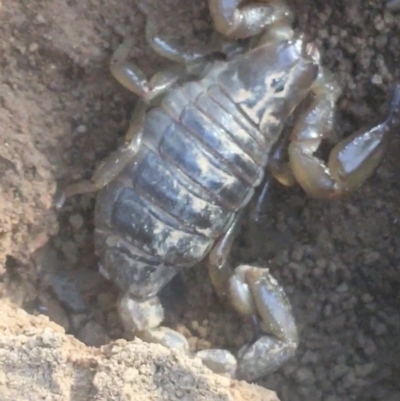 Urodacus manicatus (Black Rock Scorpion) at Campbell, ACT - 7 Apr 2021 by NedJohnston