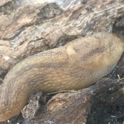 Ambigolimax sp. (valentius and waterstoni) (Striped Field Slug) at Campbell, ACT - 7 Apr 2021 by Ned_Johnston