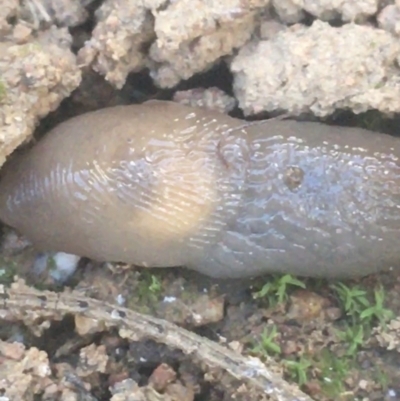 Deroceras laeve (Marsh Slug) at Campbell, ACT - 7 Apr 2021 by NedJohnston