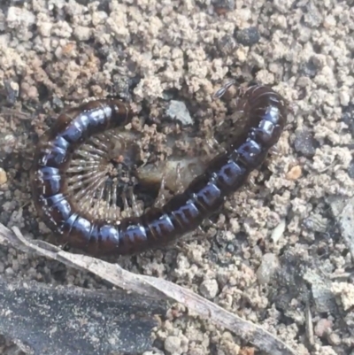 Diplopoda sp. (class) (Unidentified millipede) at Mount Ainslie - 7 Apr 2021 by Ned_Johnston