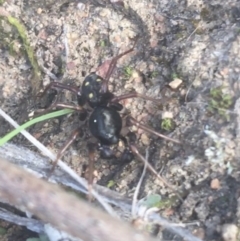 Zodariidae (family) (Ant spider or Spotted ground spider) at Campbell, ACT - 7 Apr 2021 by NedJohnston