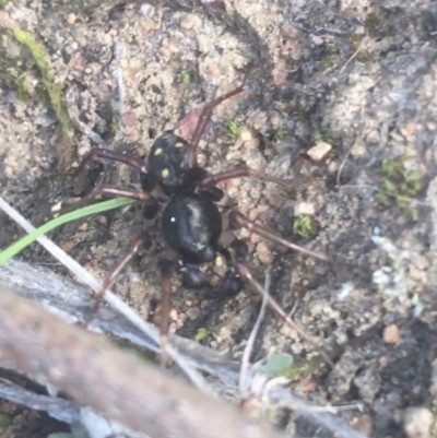 Zodariidae (family) (Unidentified Ant spider or Spotted ground spider) at Mount Ainslie - 7 Apr 2021 by Ned_Johnston