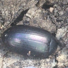 Chalcopteroides columbinus (Rainbow darkling beetle) at Campbell, ACT - 7 Apr 2021 by NedJohnston