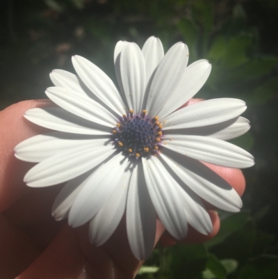 Dimorphotheca ecklonis (South African Daisy) at Ainslie, ACT - 7 Apr 2021 by NedJohnston