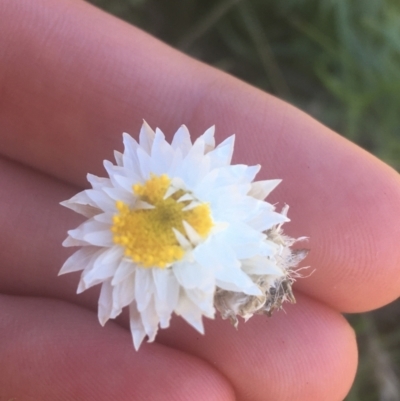 Leucochrysum albicans subsp. tricolor (Hoary Sunray) at Ainslie, ACT - 7 Apr 2021 by NedJohnston