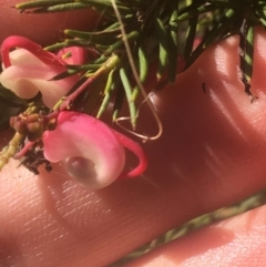 Grevillea (genus) (Grevillea) at Ainslie, ACT - 7 Apr 2021 by NedJohnston