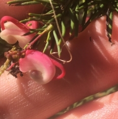 Grevillea sp. (Grevillea) at Mount Ainslie - 7 Apr 2021 by Ned_Johnston