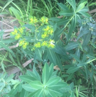 Euphorbia oblongata (Egg-leaf Spurge) at Ainslie, ACT - 7 Apr 2021 by Ned_Johnston