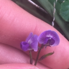 Glycine sp. at Ainslie, ACT - 7 Apr 2021 by Ned_Johnston