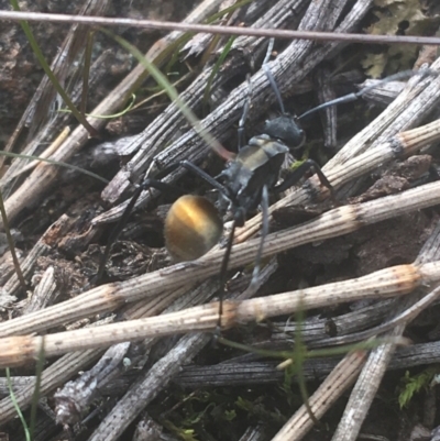 Polyrhachis ammon (Golden-spined Ant, Golden Ant) at Majura, ACT - 7 Apr 2021 by Ned_Johnston