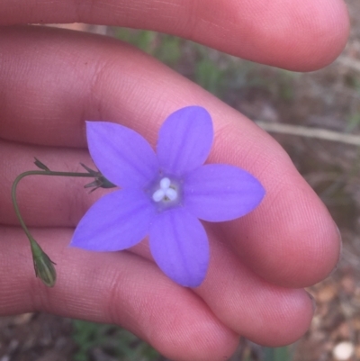 Wahlenbergia stricta subsp. stricta (Tall Bluebell) at Majura, ACT - 7 Apr 2021 by NedJohnston