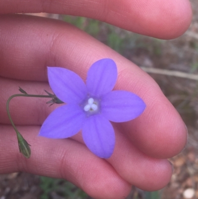 Wahlenbergia stricta subsp. stricta (Tall Bluebell) at Majura, ACT - 7 Apr 2021 by Ned_Johnston