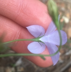 Wahlenbergia stricta subsp. stricta at Majura, ACT - 7 Apr 2021