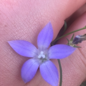 Wahlenbergia gracilis at Majura, ACT - 7 Apr 2021