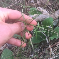 Wahlenbergia gracilis at Majura, ACT - 7 Apr 2021