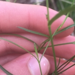 Wahlenbergia gracilis at Majura, ACT - 7 Apr 2021