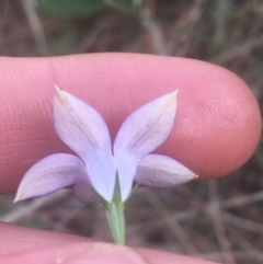 Wahlenbergia gracilis at Majura, ACT - 7 Apr 2021