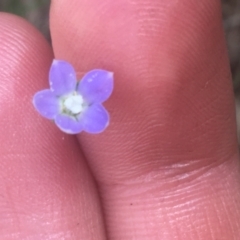 Wahlenbergia multicaulis (Tadgell's Bluebell) at Majura, ACT - 7 Apr 2021 by NedJohnston