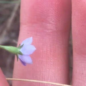 Wahlenbergia multicaulis at Majura, ACT - 7 Apr 2021