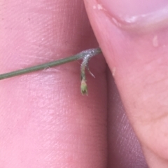 Wahlenbergia multicaulis at Majura, ACT - 7 Apr 2021