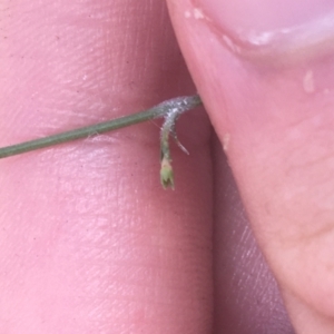 Wahlenbergia multicaulis at Majura, ACT - 7 Apr 2021