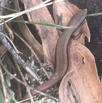 Morethia boulengeri (Boulenger's Skink) at Majura, ACT - 7 Apr 2021 by NedJohnston