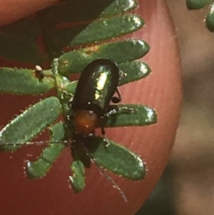 Adoxia benallae at Majura, ACT - 7 Apr 2021 12:01 PM