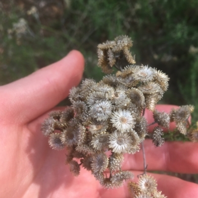 Chrysocephalum semipapposum (Clustered Everlasting) at Majura, ACT - 7 Apr 2021 by NedJohnston