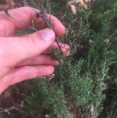 Chrysocephalum semipapposum at Majura, ACT - 7 Apr 2021