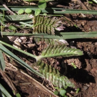 Eleusine tristachya (Goose Grass, Crab Grass, American Crows-Foot Grass) at Latham, ACT - 29 Mar 2021 by pinnaCLE