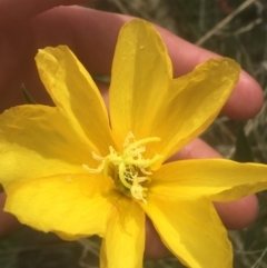 Oenothera stricta subsp. stricta (Common Evening Primrose) at Majura, ACT - 7 Apr 2021 by NedJohnston