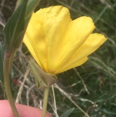 Oenothera stricta subsp. stricta at Majura, ACT - 7 Apr 2021 11:51 AM