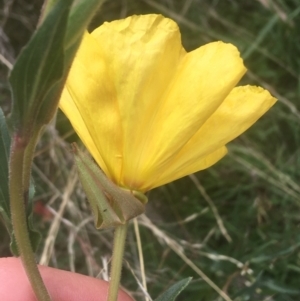 Oenothera stricta subsp. stricta at Majura, ACT - 7 Apr 2021