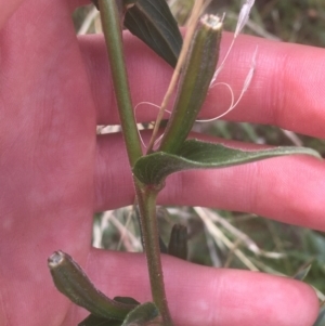 Oenothera stricta subsp. stricta at Majura, ACT - 7 Apr 2021 11:51 AM